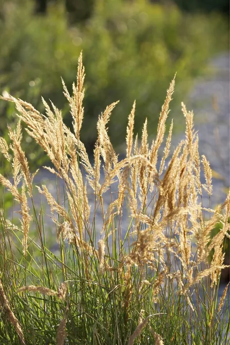 Gerahmter Druck : Gras mit Samen. Gerahmter Druck : Gras mit Samen.