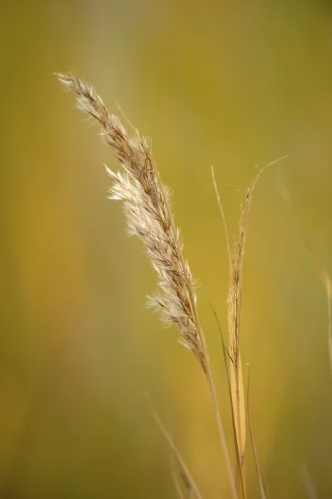 Gerahmter Druck : Grass Gerahmter Druck : Grass