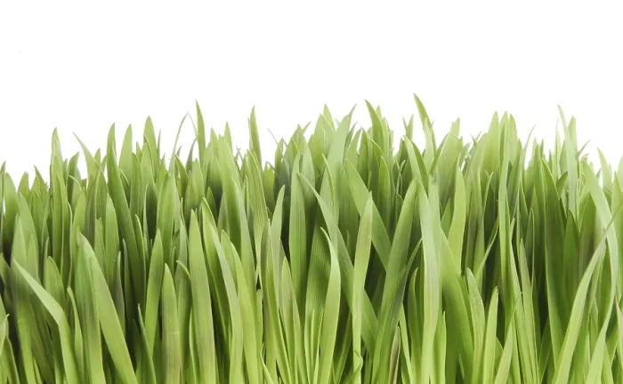 Gerahmter Druck : Grass Gerahmter Druck : Grass