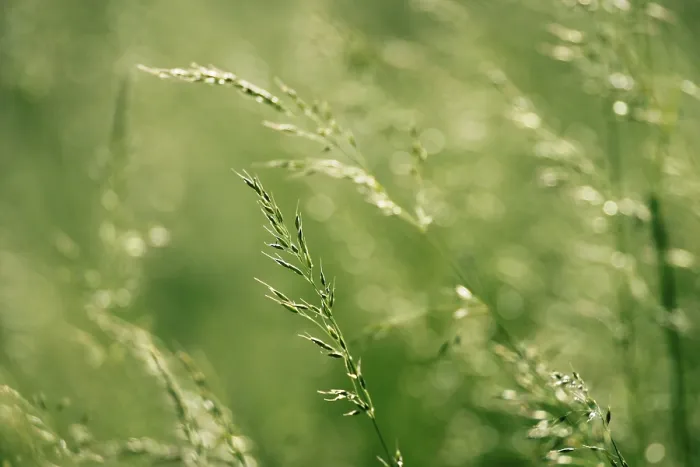 Gerahmter Druck : Grass Gerahmter Druck : Grass