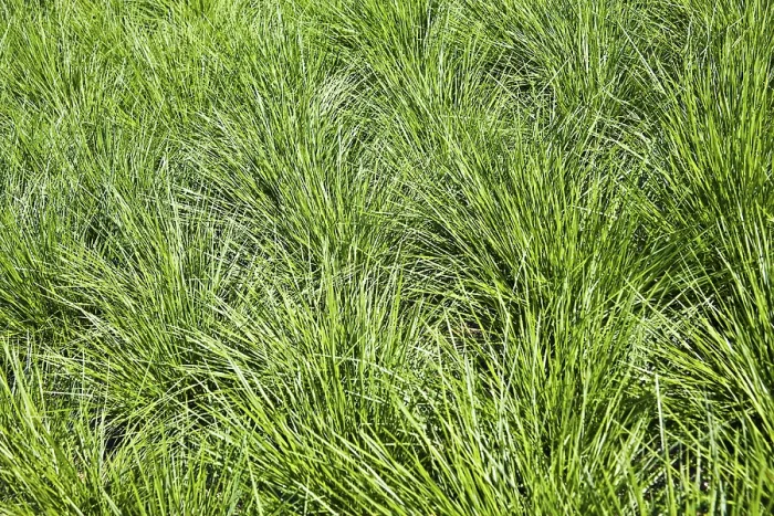 Gerahmter Druck : Grass Gerahmter Druck : Grass