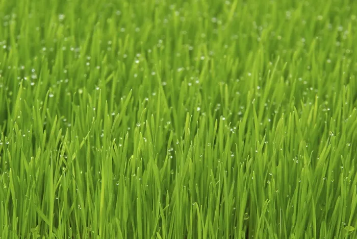 Gerahmter Druck : Grass Gerahmter Druck : Grass