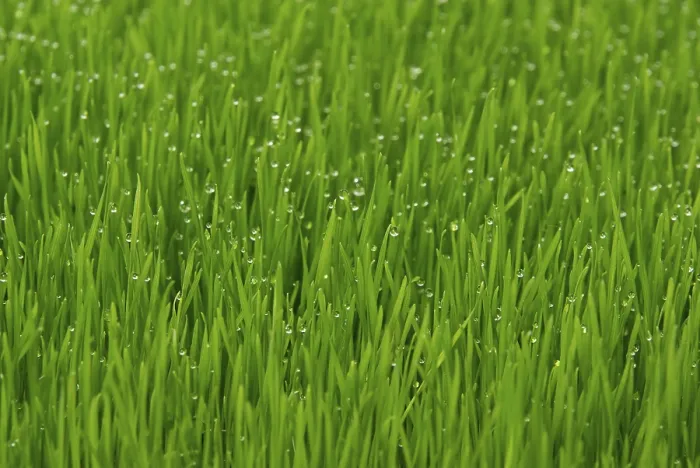 Gerahmter Druck : Grass Gerahmter Druck : Grass