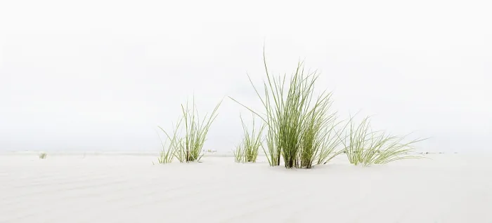 Gerahmter Druck : Gras am Strand, Panoramablick Gerahmter Druck : Gras am Strand, Panoramablick