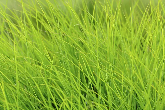 Gerahmter Druck : Gras, Grashalme Gerahmter Druck : Gras, Grashalme