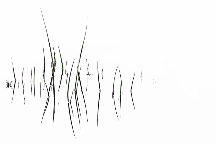 Gerahmter Druck : Grasblätter mit Reflexion auf Wasserfläche. Gerahmter Druck : Grasblätter mit Reflexion auf Wasserfläche.