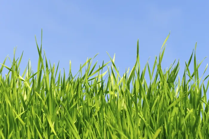 Gerahmter Druck : Gras gegen blauen Himmel. Gerahmter Druck : Gras gegen blauen Himmel.