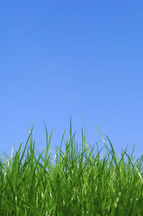 Gerahmter Druck : Gras unter blauem Himmel.