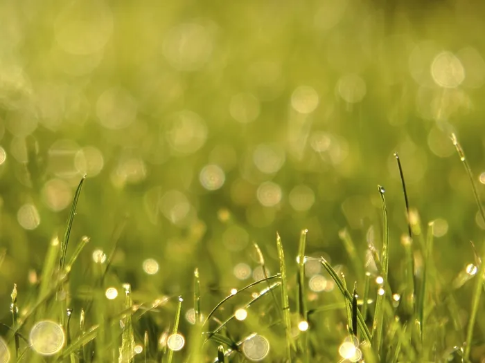 Gerahmter Druck : Gras mit Tauperlen. Gerahmter Druck : Gras mit Tauperlen.