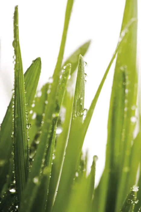 Gerahmter Druck : Gras mit Tau-Tropfen, Wassertropfen. Gerahmter Druck : Gras mit Tau-Tropfen, Wassertropfen.
