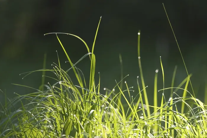 Gerahmter Druck : Gras mit Tropfen Wasser Gerahmter Druck : Gras mit Tropfen Wasser