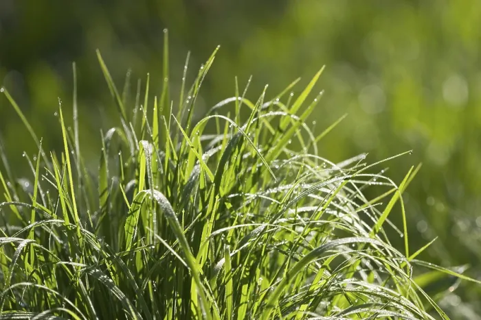 Gerahmter Druck : Gras mit Tropfen Wasser.