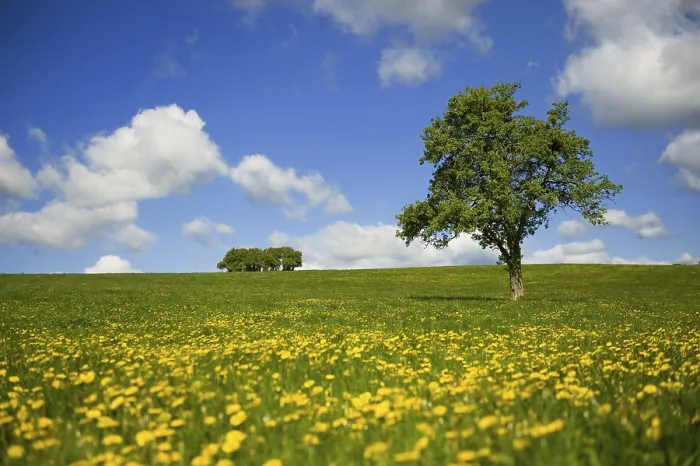 Gerahmter Druck : Wiesen mit gelben Kleeblättern und einem einzelnen Baum. Gerahmter Druck : Wiesen mit gelben Kleeblättern und einem einzelnen Baum.