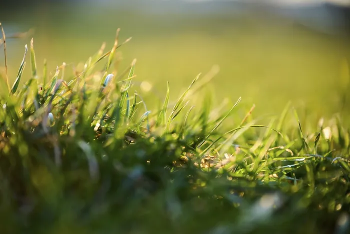 Gerahmter Druck : Gras wächst auf einem Wiesen, Detail. Gerahmter Druck : Gras wächst auf einem Wiesen, Detail.
