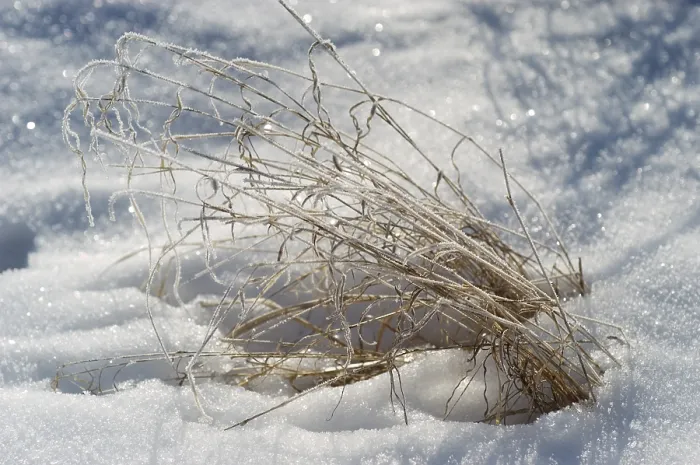 Gerahmter Druck : Gras mit Eiszapfen. Gerahmter Druck : Gras mit Eiszapfen.
