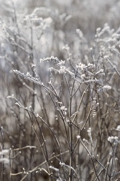 Gerahmter Druck : Gras mit Rauhreif. Gerahmter Druck : Gras mit Rauhreif.