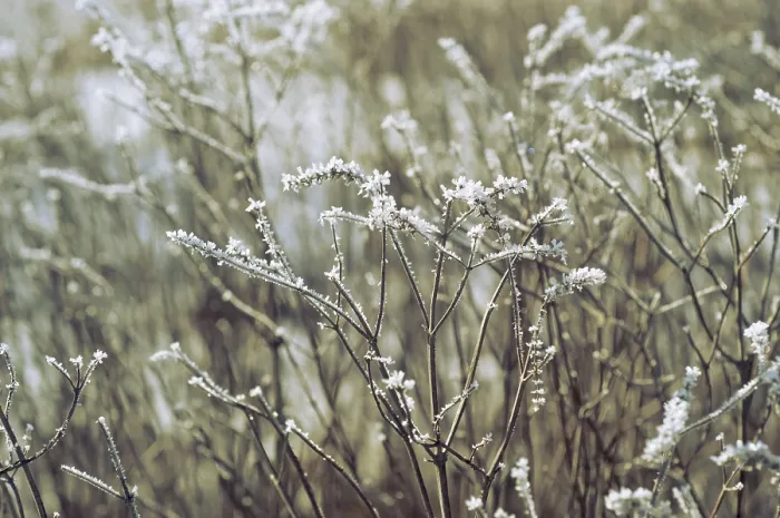 Gerahmter Druck : Gras mit Taubnessel. Gerahmter Druck : Gras mit Taubnessel.