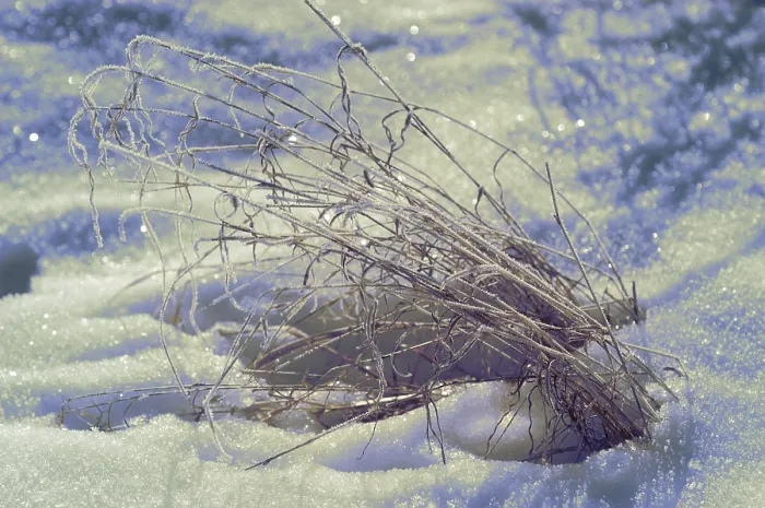 Gerahmter Druck : Gras mit Eiszapfen. Gerahmter Druck : Gras mit Eiszapfen.