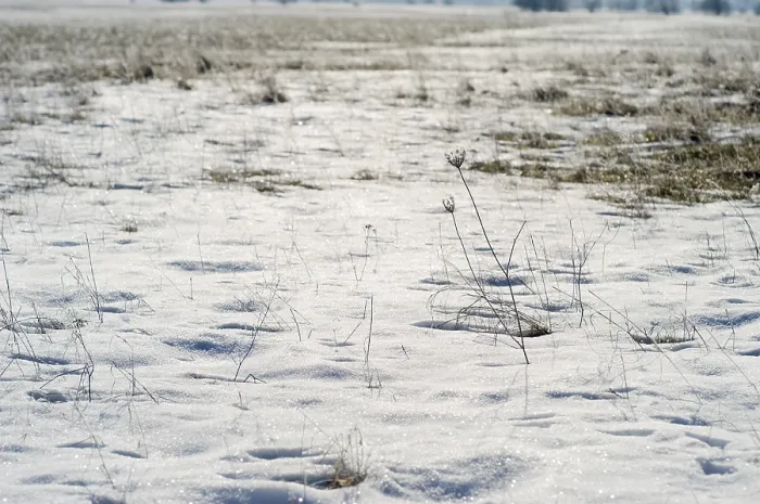 Gerahmter Druck : Gras mit Eisflocken Gerahmter Druck : Gras mit Eisflocken