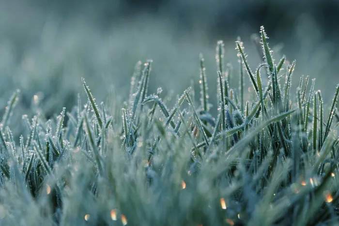 Gerahmter Druck : Gras mit Haarrisppe. Gerahmter Druck : Gras mit Haarrisppe.