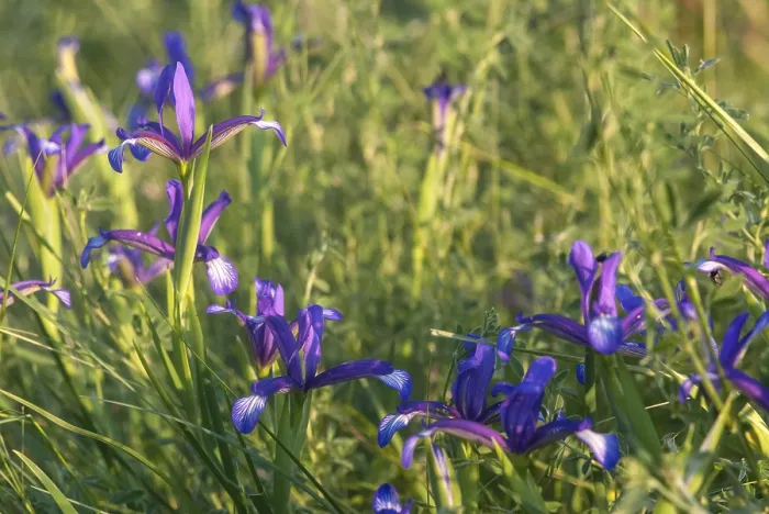 Gerahmter Druck : Grasiris, grasblättrige Iris, Iridaceae Gerahmter Druck : Grasiris, grasblättrige Iris, Iridaceae