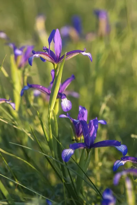 Gerahmter Druck : Grasiris, grasblättrige Iris, Iridaceae Gerahmter Druck : Grasiris, grasblättrige Iris, Iridaceae