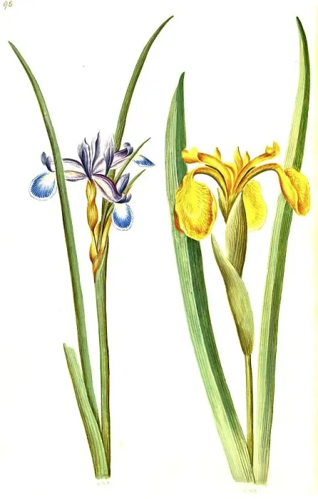 Gerahmter Druck : Gras Iris, auch Grasblättriger Fuchsbaum (Iris graminea) Gerahmter Druck : Gras Iris, auch Grasblättriger Fuchsbaum (Iris graminea)