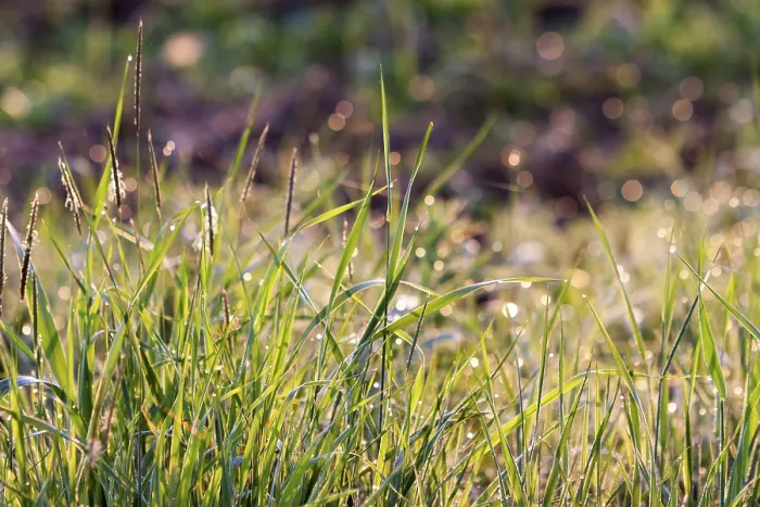 Gerahmter Druck : Gras mit Morgentau. Gerahmter Druck : Gras mit Morgentau.
