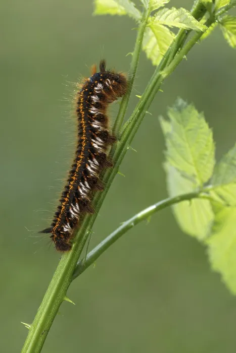 Gerahmter Druck : Grasmotte oder Trinker (Euthrix potatoria) Gerahmter Druck : Grasmotte oder Trinker (Euthrix potatoria)