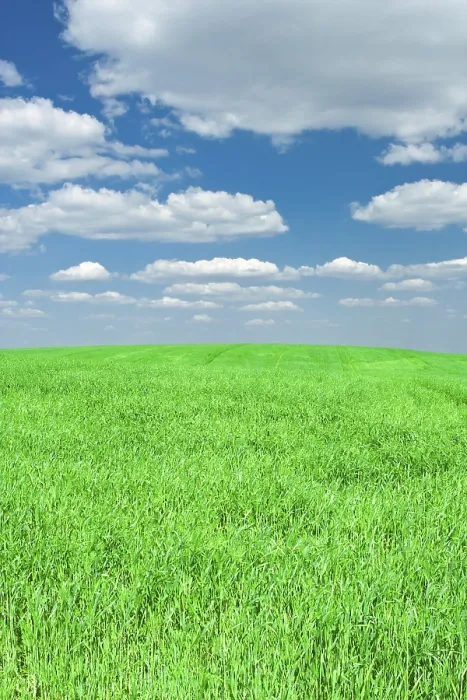 Gerahmter Druck : Gras und Himmel Gerahmter Druck : Gras und Himmel