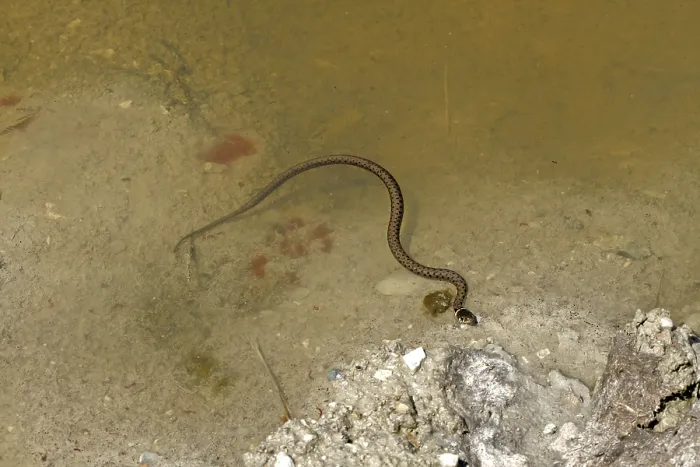 Gerahmter Druck : Grassnatter, Natrix natrix