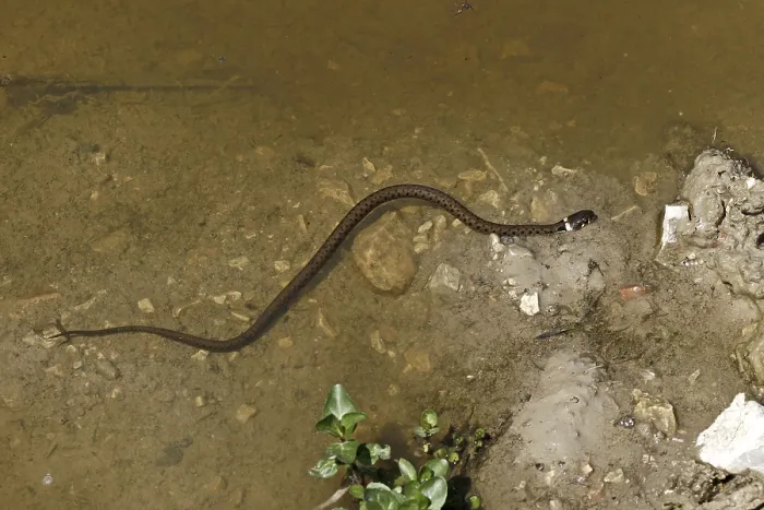 Gerahmter Druck : Grassnatter, Natrix natrix