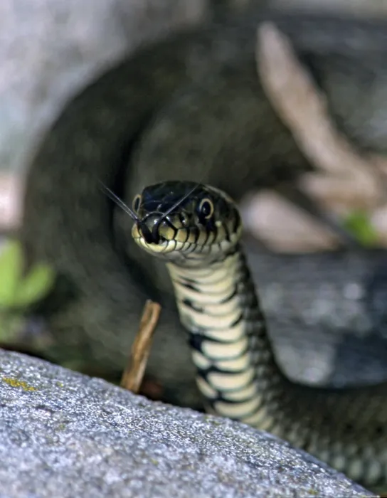 Gerahmter Druck : Grassnatter, Natrix natrix, Grassnatter Gerahmter Druck : Grassnatter, Natrix natrix, Grassnatter