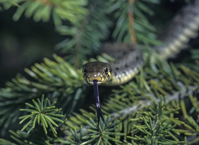 Gerahmter Druck : Grasnatter, Natrix natrix, Grasnatter Gerahmter Druck : Grasnatter, Natrix natrix, Grasnatter