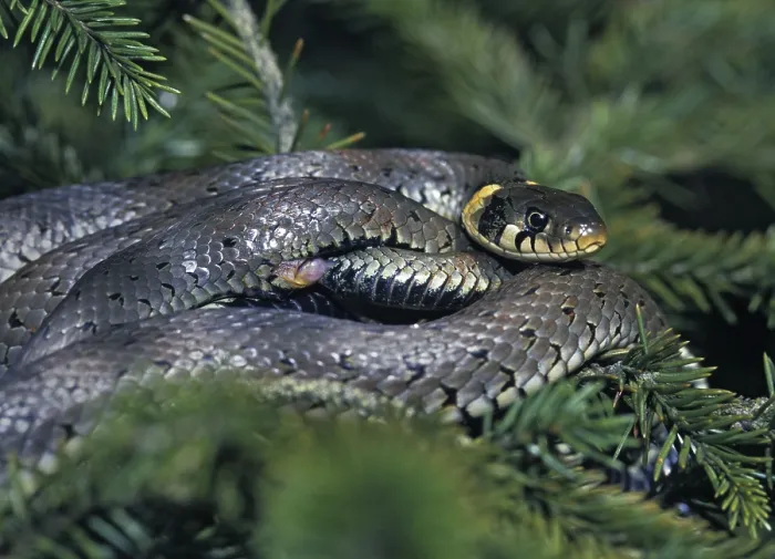 Gerahmter Druck : Grasnatter, Natrix natrix, Grasnatter Gerahmter Druck : Grasnatter, Natrix natrix, Grasnatter