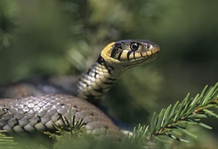 Gerahmter Druck : Grassnatter, Natrix natrix, Grassnatter Gerahmter Druck : Grassnatter, Natrix natrix, Grassnatter