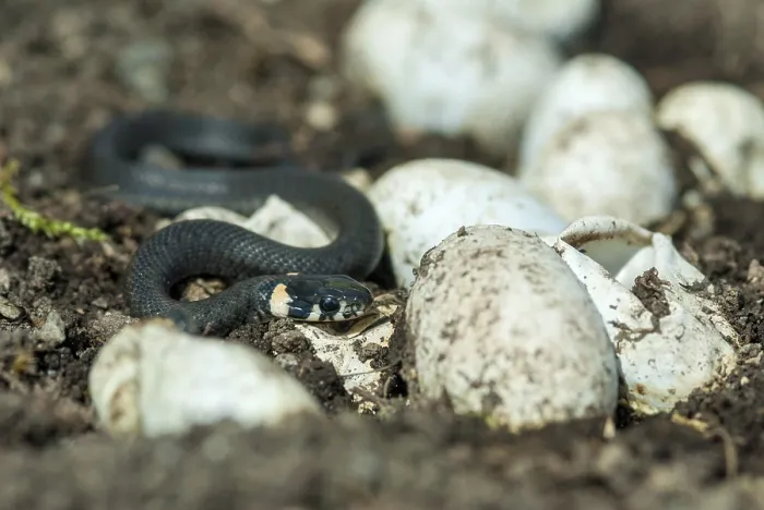 Gerahmter Druck : Grassnatter, Natrix natrix, Grassnatter