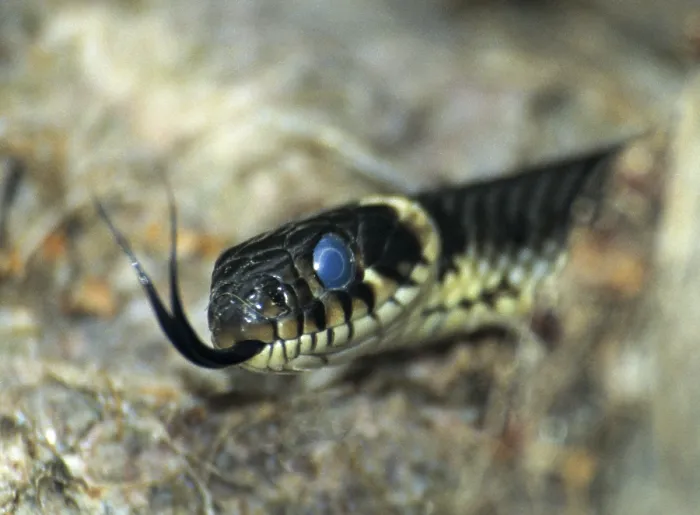 Gerahmter Druck : Grassnatter, Natrix natrix, Grassnatter. Gerahmter Druck : Grassnatter, Natrix natrix, Grassnatter.