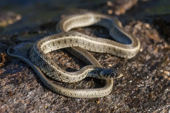 Gerahmter Druck : Grassnatter, Natrix natrix Persa