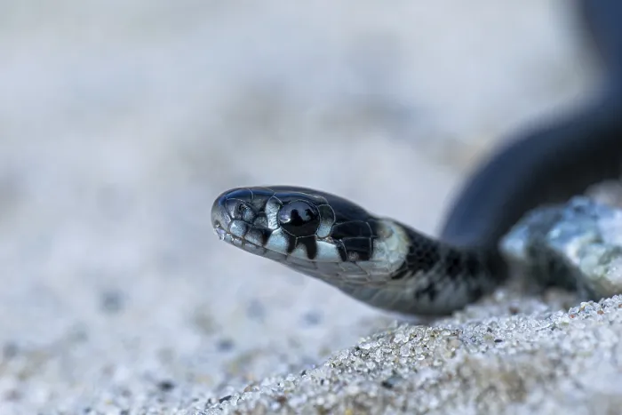 Gerahmter Druck : Grassnatter (Natrix natrix), auf Sand. Gerahmter Druck : Grassnatter (Natrix natrix), auf Sand.