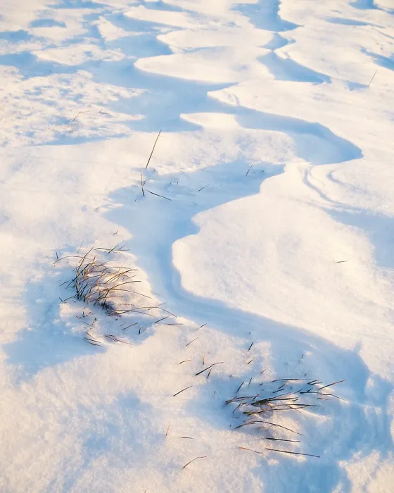Gerahmter Druck : Gras und Schnee im Winter. Gerahmter Druck : Gras und Schnee im Winter.