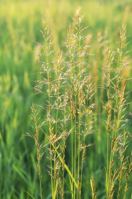 Gerahmter Druck : Gras in einem Sommeruntergangswiesen. Gerahmter Druck : Gras in einem Sommeruntergangswiesen.