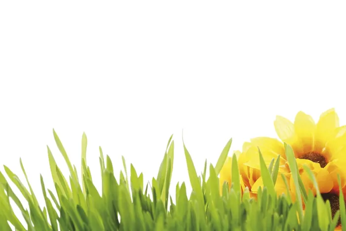 Gerahmter Druck : Gras mit Sonnenblumen Gerahmter Druck : Gras mit Sonnenblumen