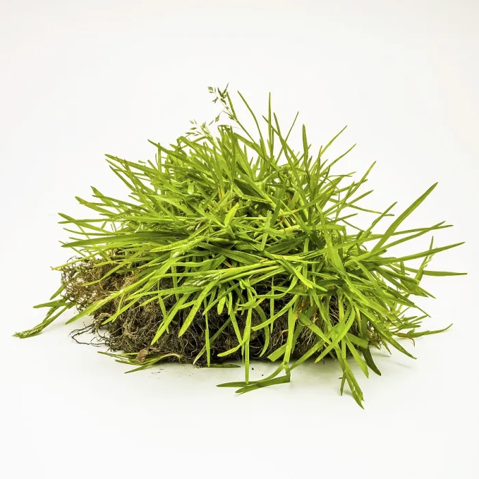 Gerahmter Druck : Gras auf weißem Hintergrund. Gerahmter Druck : Gras auf weißem Hintergrund.