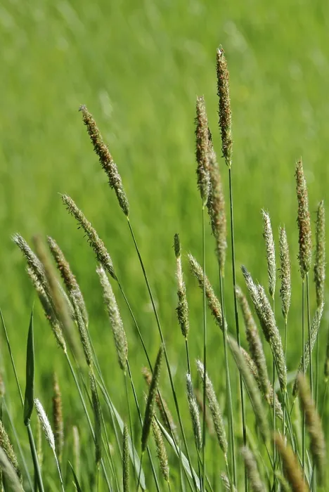 Gerahmter Druck : Grasses Gerahmter Druck : Grasses