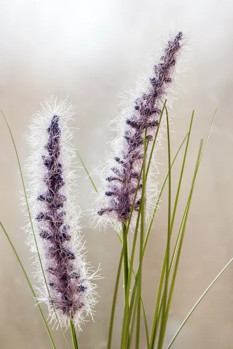 Gerahmter Druck : Grasses Gerahmter Druck : Grasses