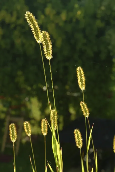 Gerahmter Druck : Grasses Gerahmter Druck : Grasses