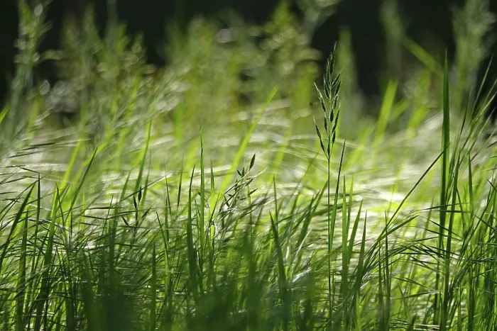 Gerahmter Druck : Gräser, Frühling, Deutschland