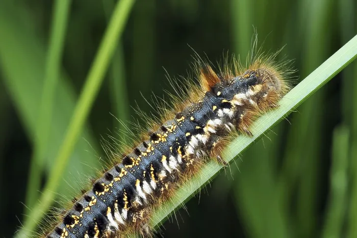 Gerahmter Druck : Grashüpfer (Euthrix potatoria), Raupe auf einer Grasblatt, Schwarzwald, Baden-Württemberg, Deutschland Gerahmter Druck : Grashüpfer (Euthrix potatoria), Raupe auf einer Grasblatt, Schwarzwald, Baden-Württemberg, Deutschland