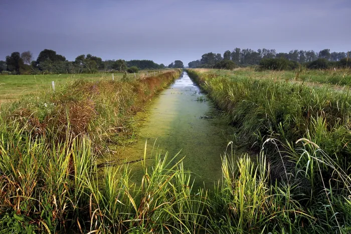 Gerahmter Druck : Weideland im Dromling Gerahmter Druck : Weideland im Dromling